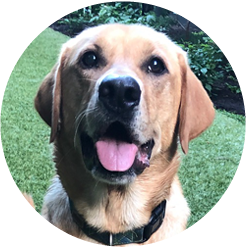 baloo the dog with a big smile on his face